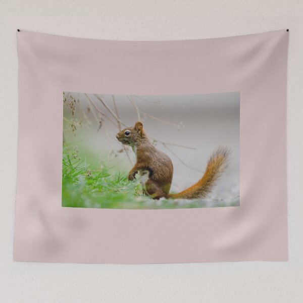 Item preview, American Red Squirrel designed and sold by rodmacpherson.