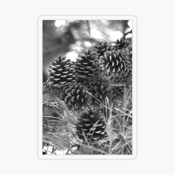 Natural pattern of pine cones and evergreen branches in green and