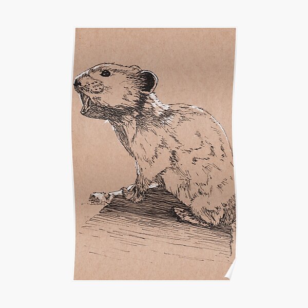 American Pika Poster