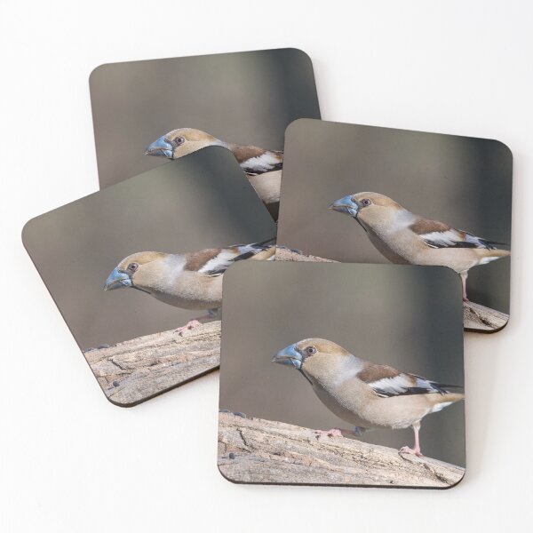 Item preview, The hawfinch bird (Coccothraustes coccothraustes) Frosone comune designed and sold by brambillasimone.