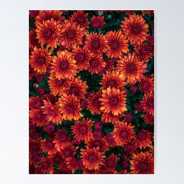 Item preview, chrysanthemums designed and sold by alan shapiro.