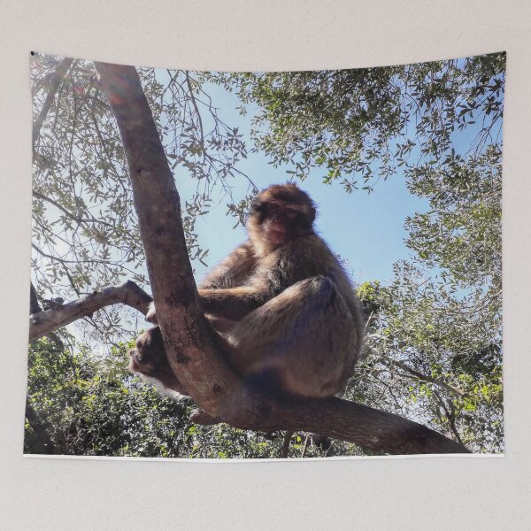 Item preview, Monkey at the tree Gibraltar Barbary macaques designed and sold by Tanja Dianova.