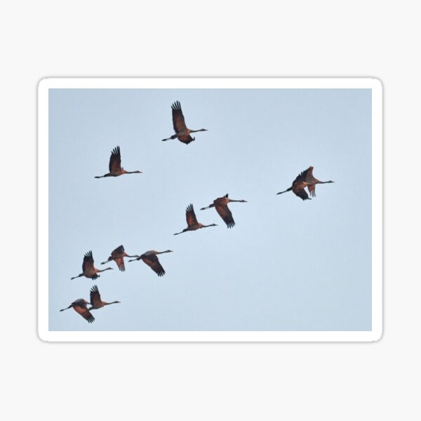 Going south. Eurasian crane fall migration Sticker