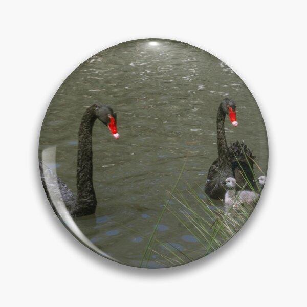 Artikelvorschau, Schwarze Schwäne und zwei Cygnets - Lake Weeroona entworfen und verkauft von Steven Jodoin.