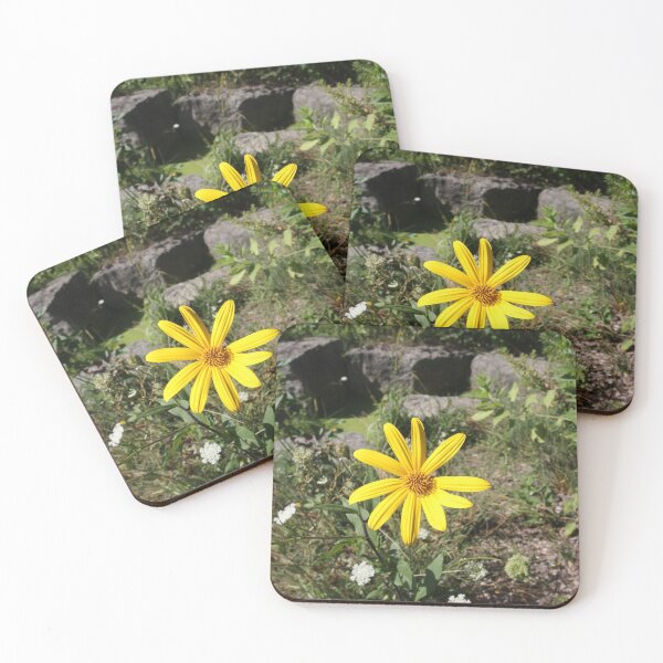 Item preview, Yellow Daisy on Green Field with Rocks - photo designed and sold by MoClan-Graphics.