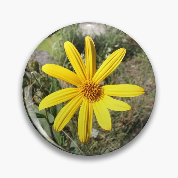 Item preview, Yellow Daisy on Green Field with Rocks - photo designed and sold by MoClan-Graphics.