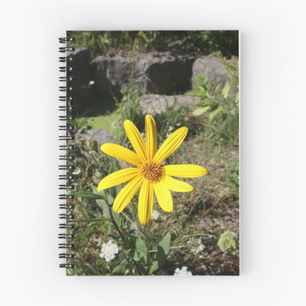 Item preview, Yellow Daisy on Green Field with Rocks - photo designed and sold by MoClan-Graphics.