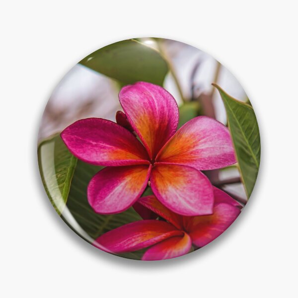 Item preview, Laos. Vientiane. Frangipani flowers. designed and sold by vadim19.