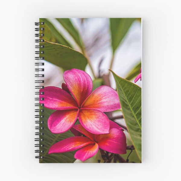 Item preview, Laos. Vientiane. Frangipani flowers. designed and sold by vadim19.