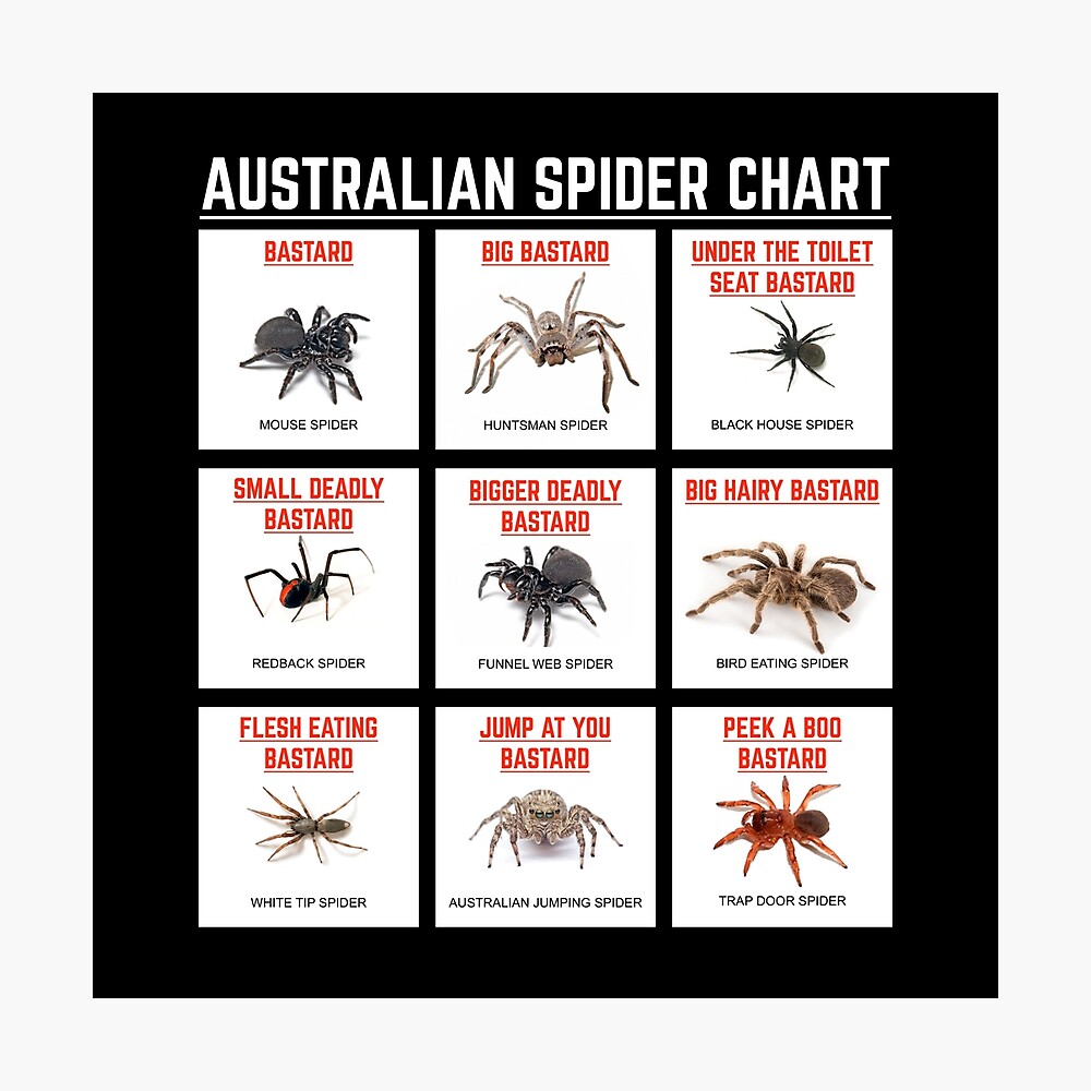 Tarantula Size Chart