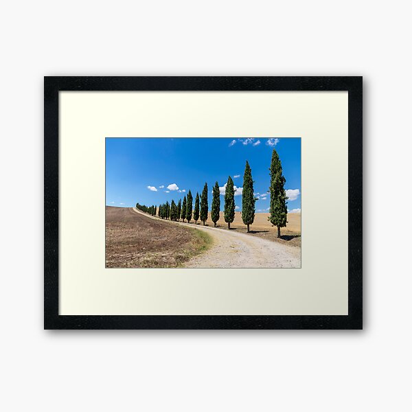 Cypress trees in Tuscany Framed Art Print