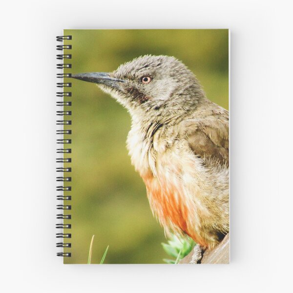 Item preview, A Bird in KZN, South Africa designed and sold by jccorc.