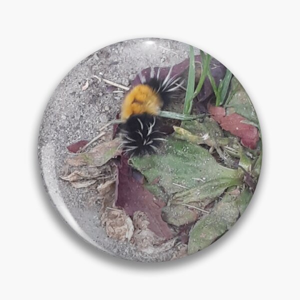 Item preview, The woolly bear caterpillar designed and sold by killamikex2.