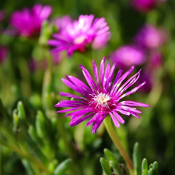 Artwork thumbnail, Pink fields by ShutterBug365