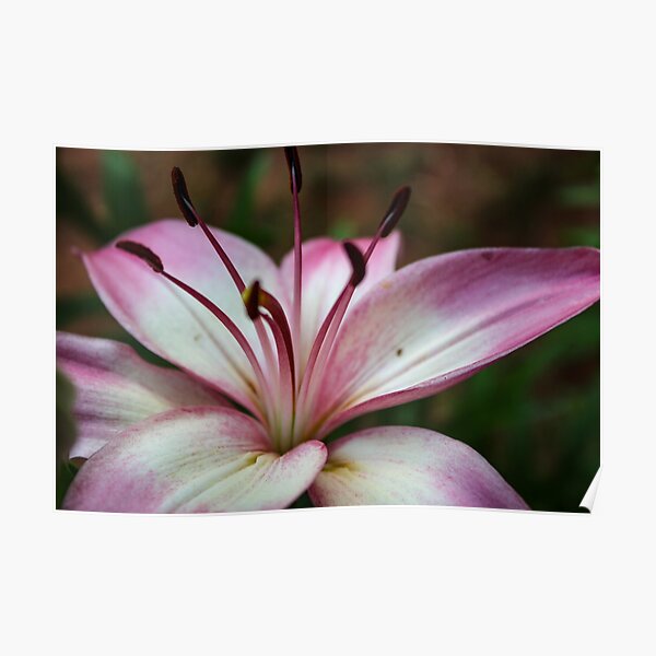 Lilly Poster