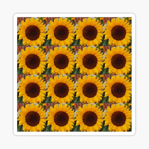 Regalos y productos: Girasoles Gigantes | Redbubble