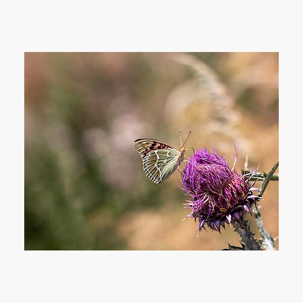 Butterfly on a flower Photographic Print