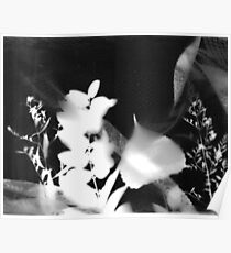 Photogram Poster