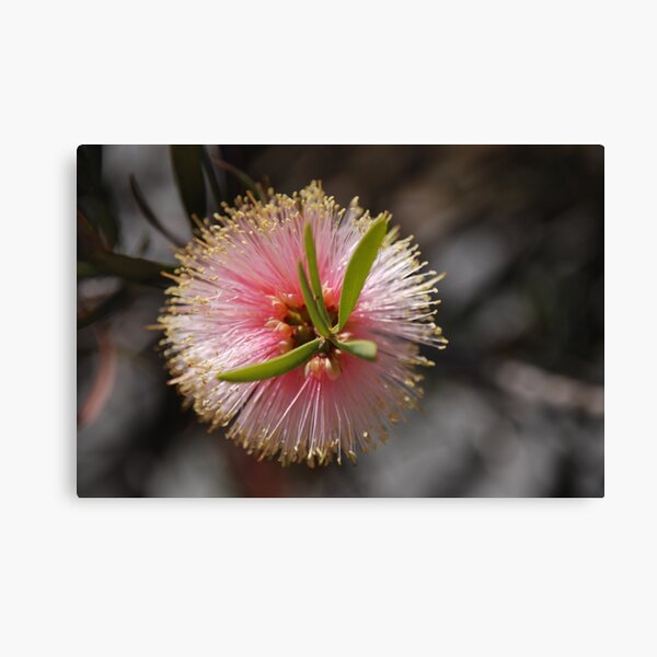 Item preview, Bottlebrush Flower designed and sold by Sandra Albin.