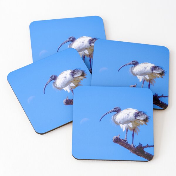 Item preview, The Australian White Ibis designed and sold by Steven Jodoin.
