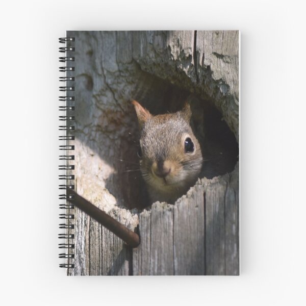 Item preview, Baby Red Squirrel In Bird House Nest designed and sold by ManiacMoose.
