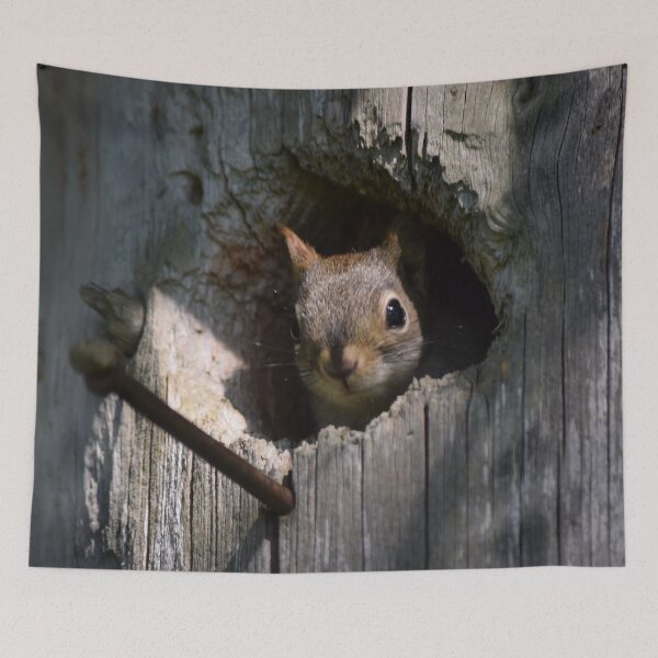 Item preview, Baby Red Squirrel In Bird House Nest designed and sold by ManiacMoose.