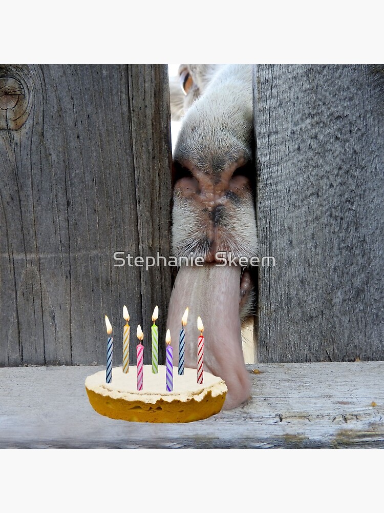 Amazon.com: Martha's Goat Birthday Party Supplies for 16 People | Bundle  Includes Paper Plates and Napkins | Happy Cake Day Design | Colorful  Birthday Party Supplies for Women