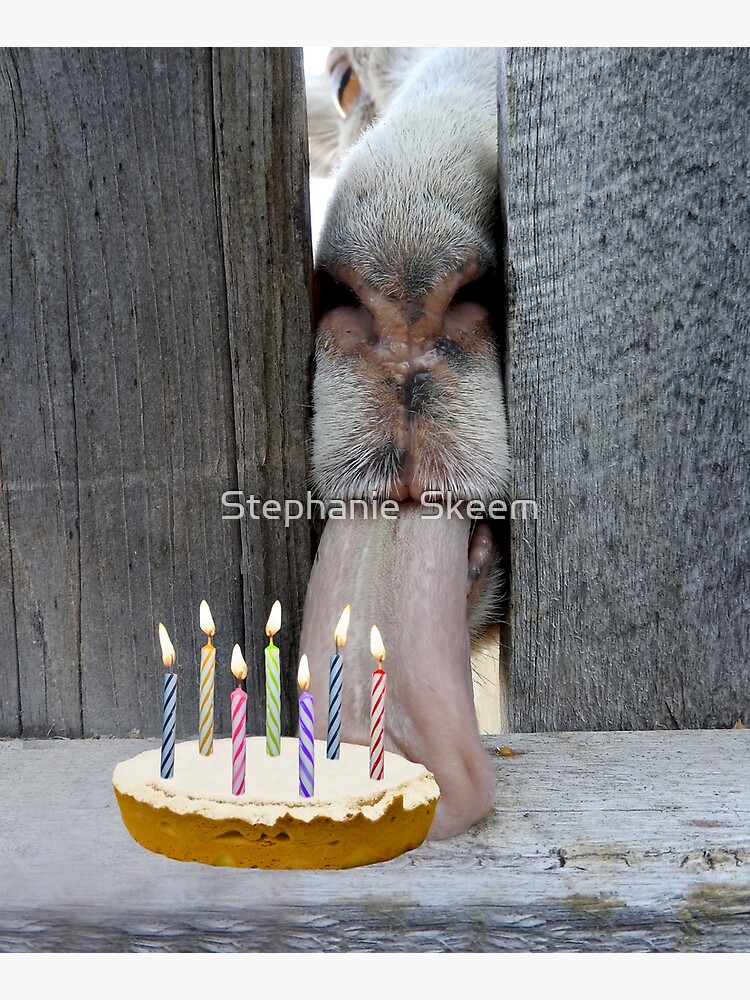 Big Goat is going to eat Sarah's Birthday cake when she isn't looking - AI  Generated Artwork - NightCafe Creator