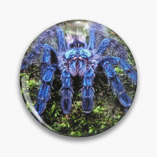 Item preview, Juvenile Avicularia versicolor Tarantula  designed and sold by Kawka.
