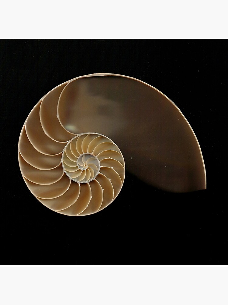 Chambered Nautilus Shell Art Board Print By Joesaladino Redbubble