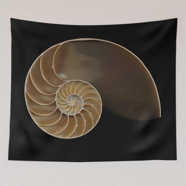 Item preview, Chambered nautilus shell designed and sold by Joe Saladino.