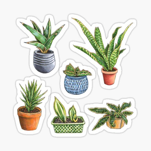 Artikel-Vorschau von Sams Sansevieria Gewächshaus, designt und verkauft von Sitres.