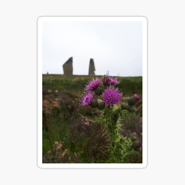 Item preview, Scottish Thistle - Ring of Brodgar designed and sold by Mxclco.