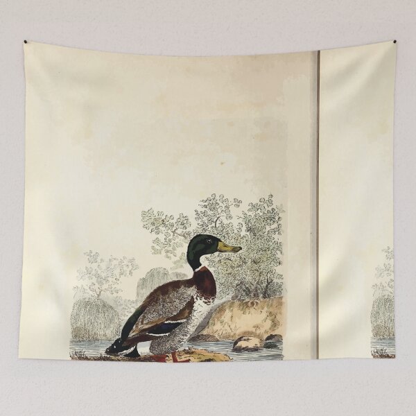 Item preview, British ornithology  being the history with a coloured representation of every known species of British birds George Graves 1821 042 designed and sold by WetdryvacRB01.