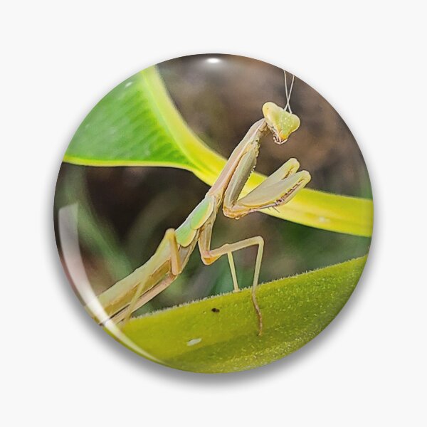 Item preview, Praying Mantis designed and sold by TheMadDabbler.