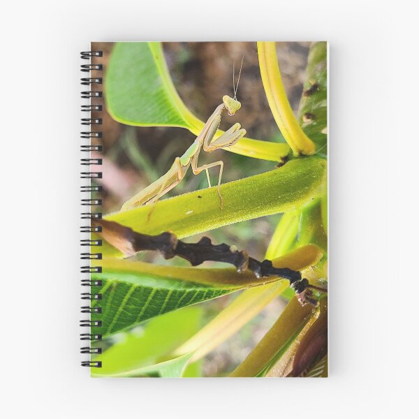 Item preview, Praying Mantis designed and sold by TheMadDabbler.