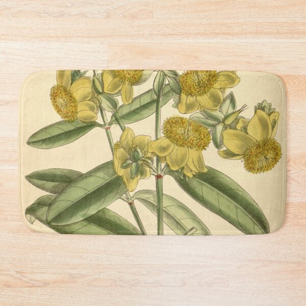 Item preview, Hypericum aureum 139 8498 designed and sold by EsotericBotanic.