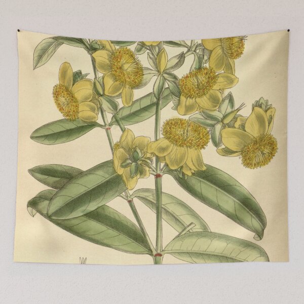 Item preview, Hypericum aureum 139 8498 designed and sold by EsotericBotanic.
