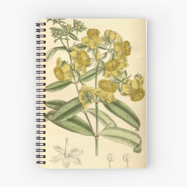 Item preview, Hypericum aureum 139 8498 designed and sold by EsotericBotanic.