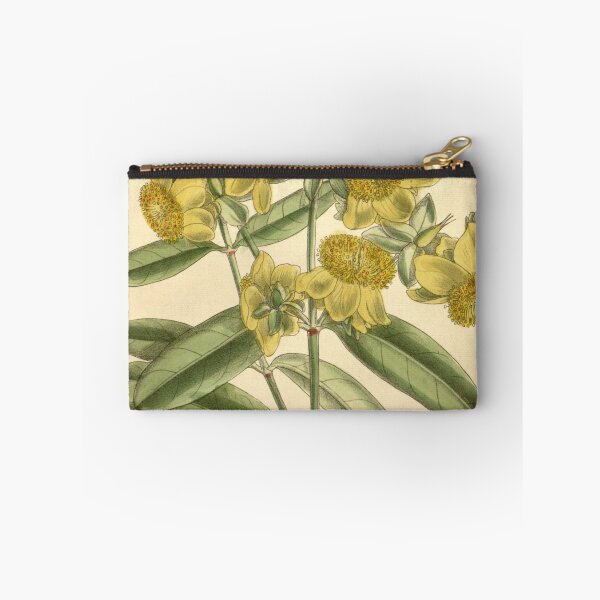 Item preview, Hypericum aureum 139 8498 designed and sold by EsotericBotanic.