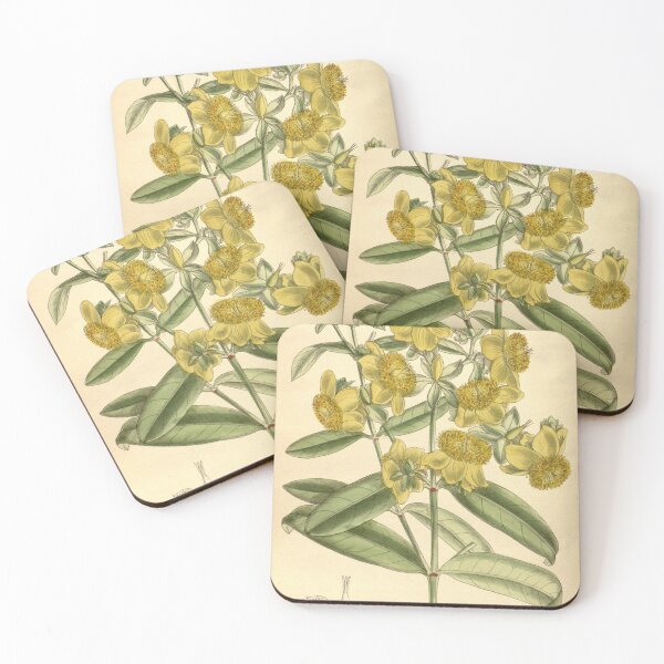 Item preview, Hypericum aureum 139 8498 designed and sold by EsotericBotanic.