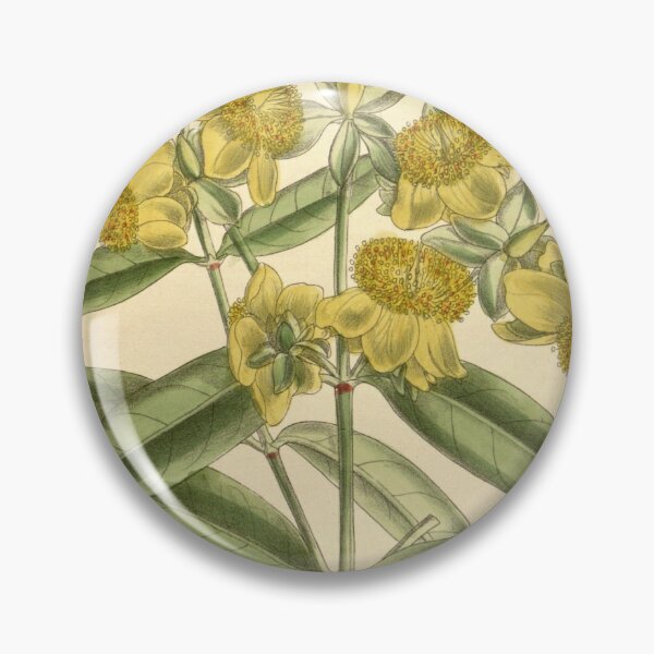 Item preview, Hypericum aureum 139 8498 designed and sold by EsotericBotanic.
