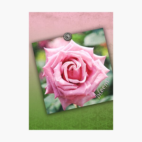 Hybrid Tea Rose Pink Vintage Texture Ornamental Pattern Photographic Print