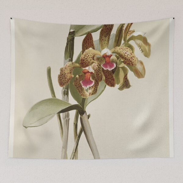 Item preview, Reichenbachia: Orchids Illustrated and Described designed and sold by EsotericBotanic.