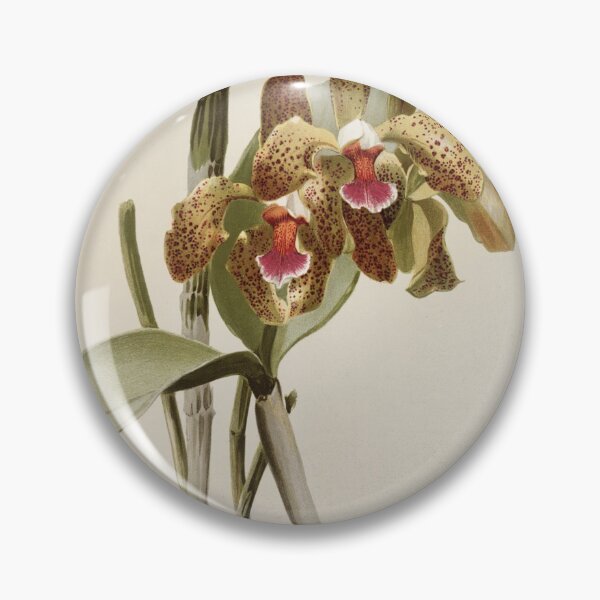 Item preview, Reichenbachia: Orchids Illustrated and Described designed and sold by EsotericBotanic.