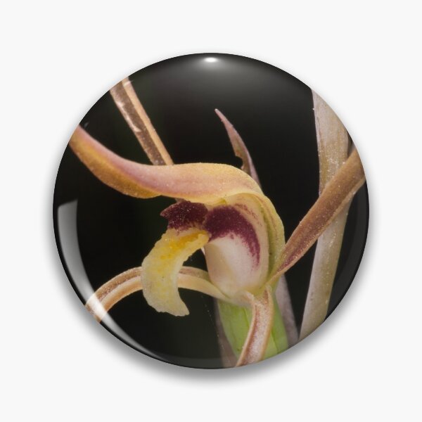 Item preview, Beaked Interest (Lyperanthus suaveolens) designed and sold by AlienMind.