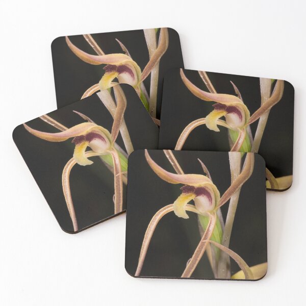 Item preview, Beaked Interest (Lyperanthus suaveolens) designed and sold by AlienMind.