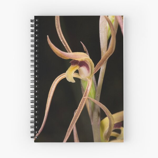 Item preview, Beaked Interest (Lyperanthus suaveolens) designed and sold by AlienMind.