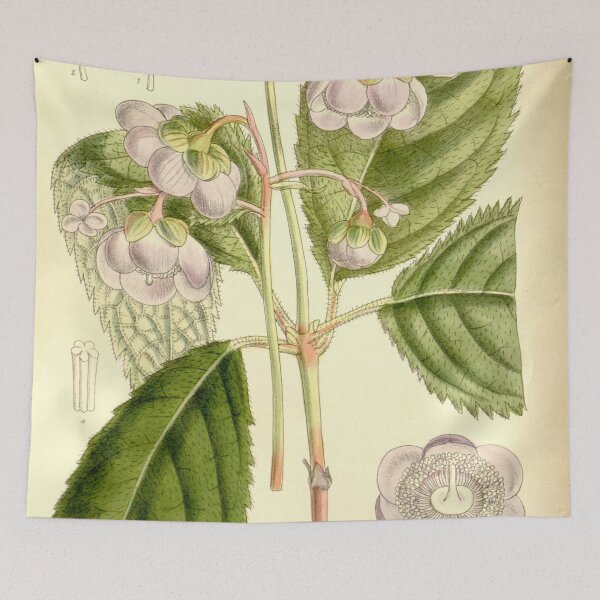 Item preview, Deinanthe caerulea 137 8373 designed and sold by EsotericBotanic.