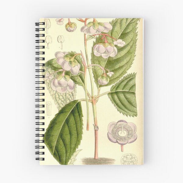 Item preview, Deinanthe caerulea 137 8373 designed and sold by EsotericBotanic.
